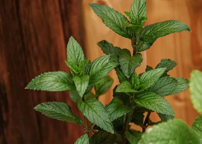 Appartamento Superior Fortuna *